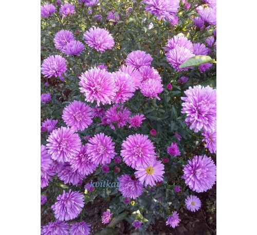  Айстра осіння Генрі Пінк  ( Aster tongolensis Henry I Pink)